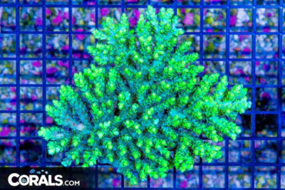 Acropora – Australia (Blue Video Inside!)