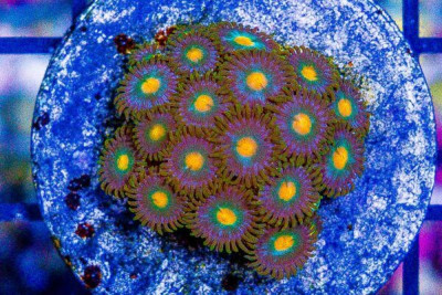 Zoanthid Frag ULTRA