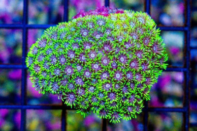 SUPER ULTRA Goniopora Colony – Indo (Blue Video Inside!)