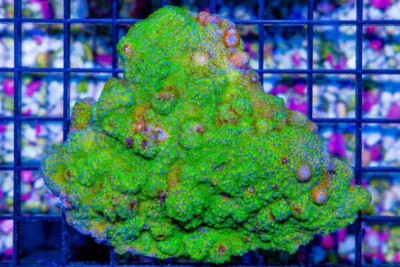 Montipora – Australia Pokerstar or Rainbow Type RARE