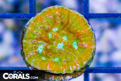 JF ORANGE ZOMBIE CHALICE Frag Aquacultured