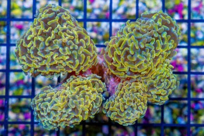 RARE ORANGE Branching Hammer – Australia 5 Heads (Blue Video Inside!)