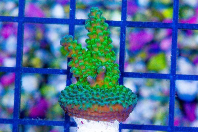 MIMF (Marshall Island Mariculture Farm) Green Gem Acropora Frag Great Size