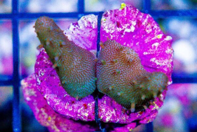Lobophytum Leather Frag