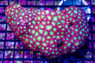 SHOW Neon Eye Red Blasto Merletti – Australia TONS OF POLYPS! (Blue Video Inside!)