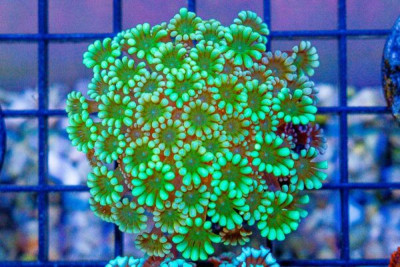 Alveopora Frag ULTRA GLOWING!