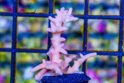 ORA SCORCHIN TORCH Acropora Frag Great Size – Aquacultured