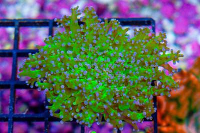Frogspawn Wall – Australia Purple Tips Green Stems
