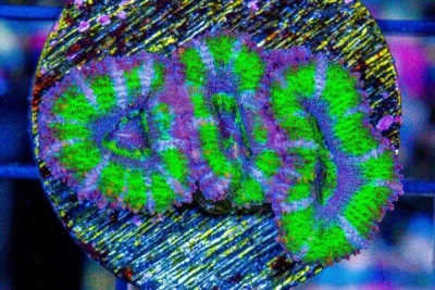 Acan Lord Frag Neon