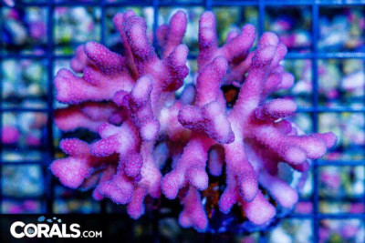 Stylophora Colony – FIJI – PINK