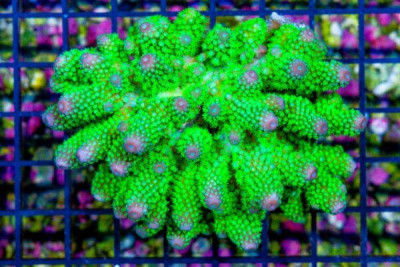 Acropora – FIJI