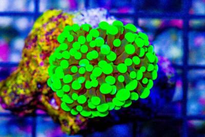 Branching Hammer – MINI COLONY on Base! Super Bright Tips!