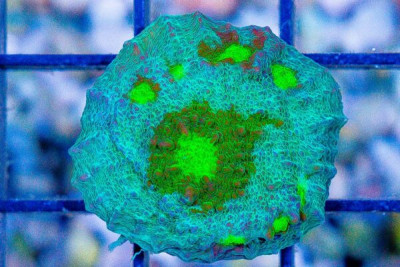 SECRET OOZE Chalice Frag Aquacultured (WYSIWYG)