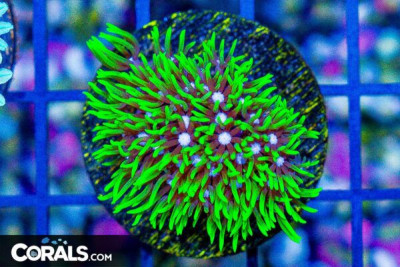 Star Polyp Frag NEON