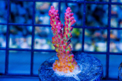 Acropora Frag Great Size STRAWBERRY SHORTCAKE