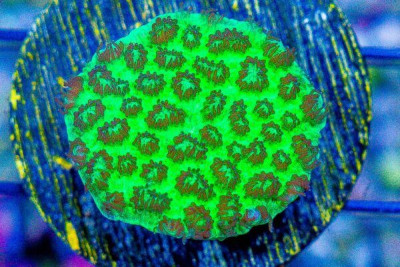 Hydnophora Frag