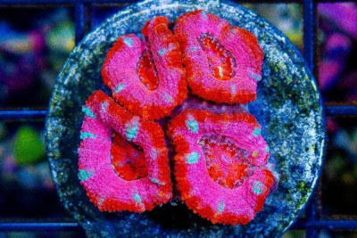 Acan Lord Frag