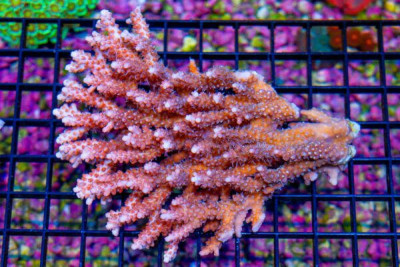 Acropora Colony – Australia (BLUE VIDEO INSIDE!)