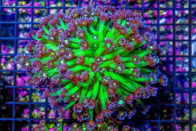Goniopora – Indonesia Purple Tips – Bright Stems and Eyes!