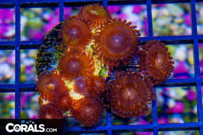 Zoanthid Frag ULTRA Many Polyps!
