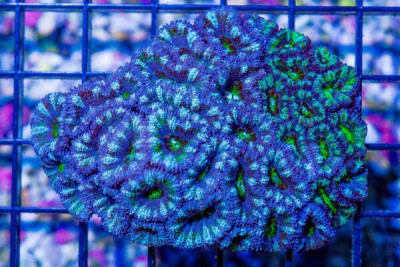 Acan Lord – Australia Neon/Purple