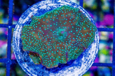 Mushroom Frag Discosoma Spotted