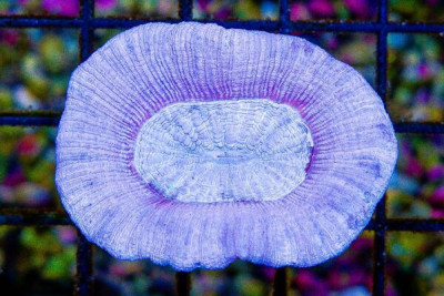 Trachyphyllia – Australia RARE COLOR Pink/Purple