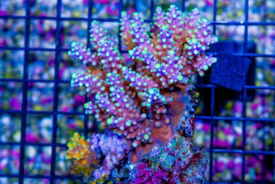 Acropora – FIJI