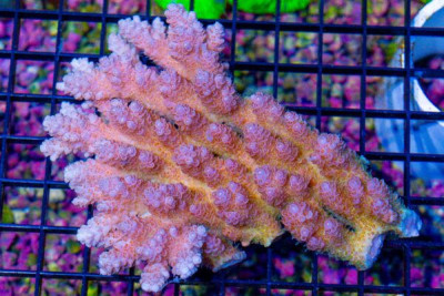 Acropora Colony – Australia (BLUE VIDEO INSIDE!)