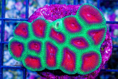 ULTRA FAVIA – MINI COLONY on Base! Watermelon!