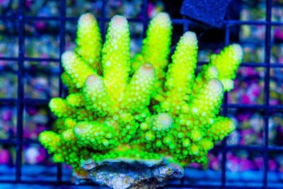 Acropora – FIJI