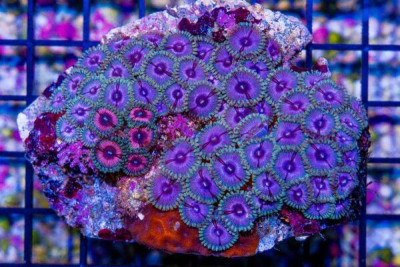 Zoanthid Colony – Indonesia ULTRA!