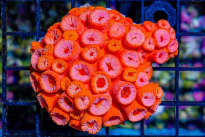 BRIGHT Sun Coral – Indo