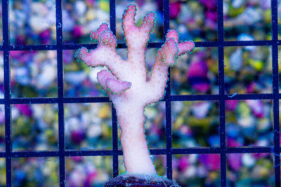 ORA STELLAR Stylophora Frag