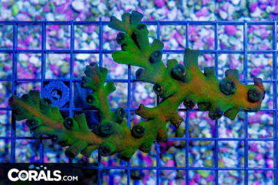 BIG BLACK Sun Coral – Aussie