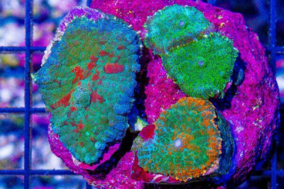 Ultra RHODACTIS Mushroom Frag Combo Color 3 Polyp Great Value!