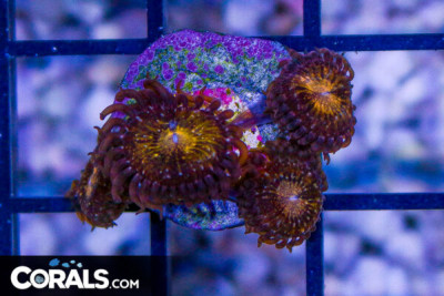 PINK AND GOLD Palythoa Frag – Aquacultured