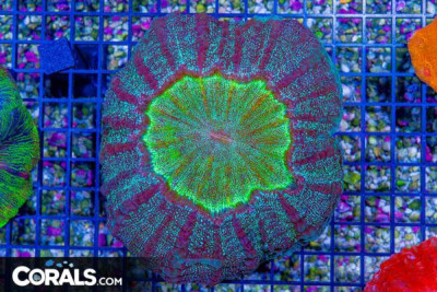 SHOW ULTRA RARE Acanthophyllia – COLLECTOR’S CORAL – INDO SPECKLED/GLOWING CENTER! (Blue Video Inside!) (Jon’s Favorite)