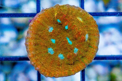 JF ORANGE ZOMBIE CHALICE Frag Aquacultured (WYSIWYG)