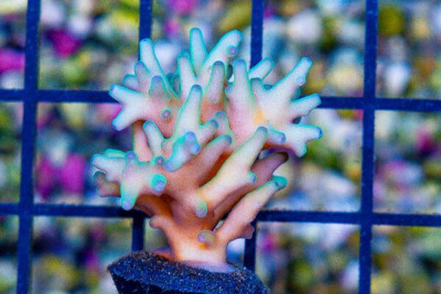 ORA HAWKINS ECHINATA Acropora Frag Great Size – Aquacultured