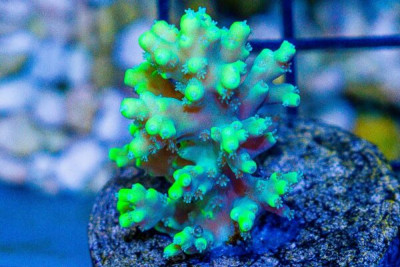 Acropora Frag