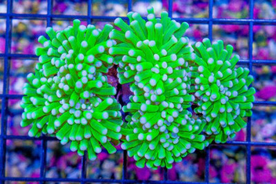 Torch – Australia NEON w/ Pink Tips 3 Heads (Blue Video Inside!)