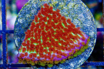 Montipora Frag