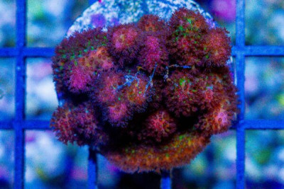 FIJI PINK Pocillopora Frag