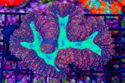 Lobophyllia – Australia RED/GREEN EYE!