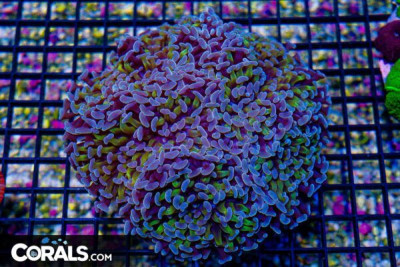 RARE Hammer Wall – Indonesia – Gold Glowing Stems! (Blue Video Inside!)