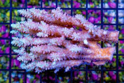 Acropora – Australia STRAWBERRY SHORTCAKE (Blue Video Inside!)