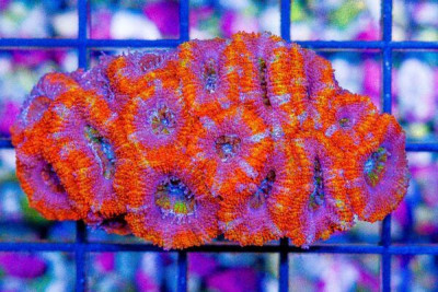 CRAZY RAINBOW ACAN LORD – Australia (Blue Video Inside!)