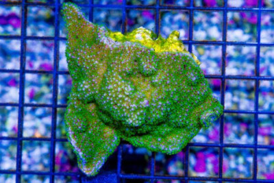 Montipora – Australia
