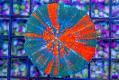 Scolymia – Australia Ultra Unique (BLUE VIDEO INSIDE!)